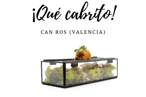 Qué cabrito