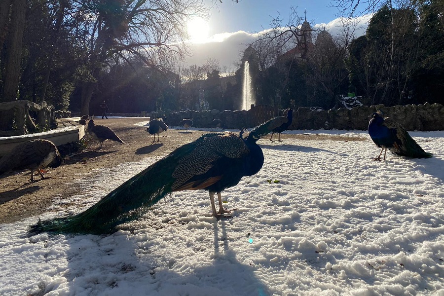 campo grande con nieve y pavos reales