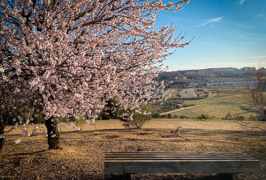 Almendros en flor en Valladolid: dónde verlos - Blog Cultura y Turismo