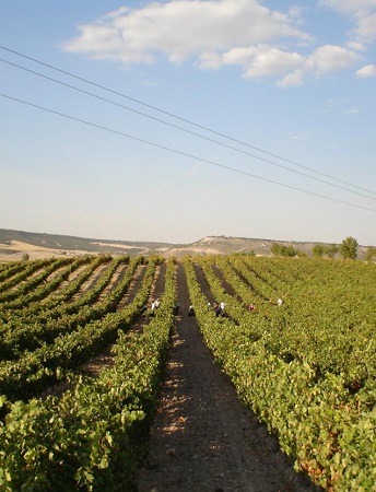 Imagen de la bodega