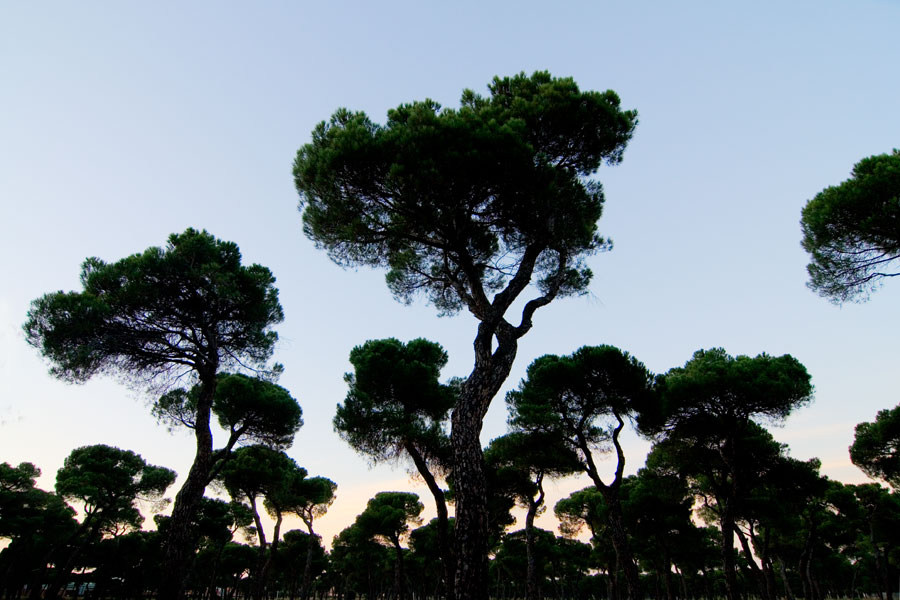 No hay imagen disponible de Pinar de Antequera