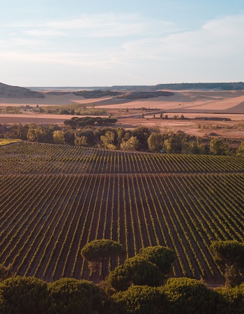 Imagen de la bodega